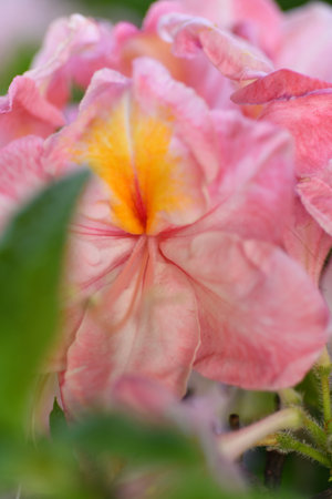 splendid pink-peach azalea blossom with leaves. extreme macro shotの写真素材