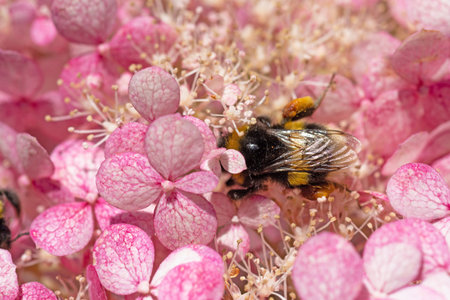 beautiful blossom of pink hydrangea with working bumblebee at sunny day. macroの写真素材