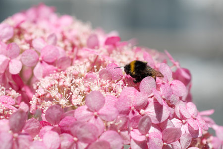 beautiful blossom of pink hydrangea with working bumblebee at sunny day. close upの写真素材
