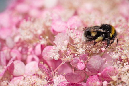beautiful blossom of pink hydrangea with working bumblebee at sunny day. close upの写真素材