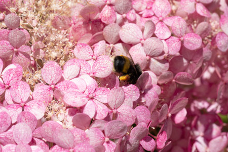 beautiful blossom of pink hydrangea with working bumblebee at sunny day. macro