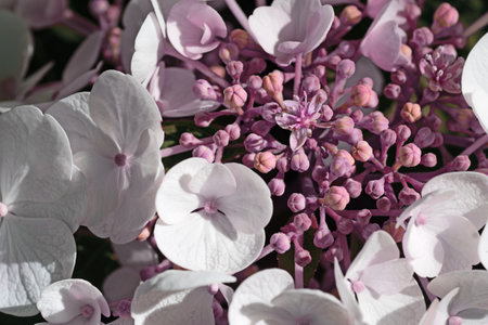 beautiful blossom of white hydrangea with pink blush and another variouse pink flowers at summer day. macro shotの写真素材