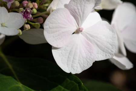beautiful blossom of white hydrangea with pink blush and another variouse pink flowers at summer day. macro shotの写真素材