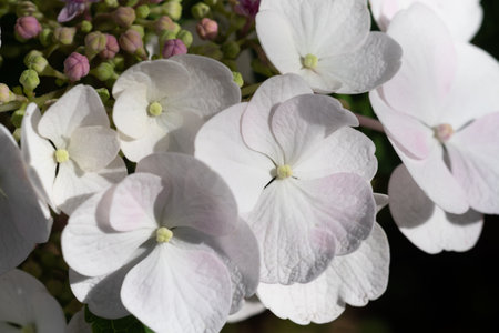 beautiful blossom of white hydrangea with pink blush and another variouse pink flowers at summer day. macro shotの写真素材