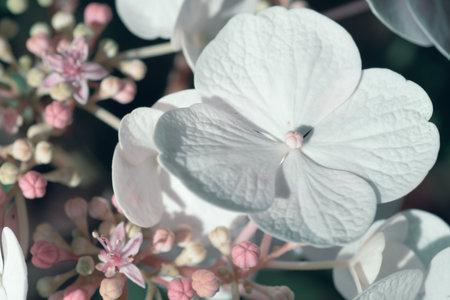 beautiful blossom of white hydrangea with pink blush and another variouse pink flowers at summer day. macro shotの写真素材