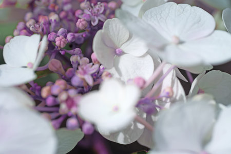 beautiful blossom of white hydrangea with pink blush and another variouse pink flowers at summer day. macro shotの写真素材