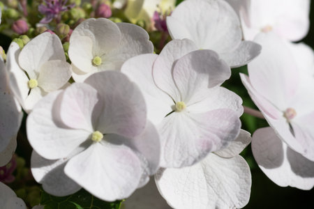 beautiful blossom of white hydrangea with pink blush and another variouse pink flowers at summer day. macro shotの写真素材