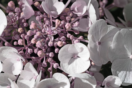 beautiful blossom of white hydrangea with pink blush and another variouse pink flowers at summer day. macro shotの写真素材