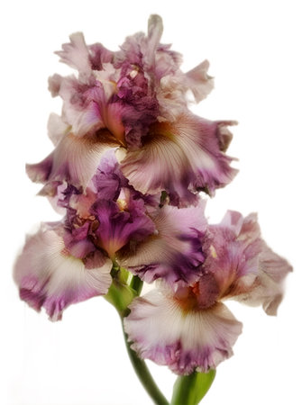 beautiful dust white pink-purple iris flower in paint style isolated at white background. ai generated.の素材