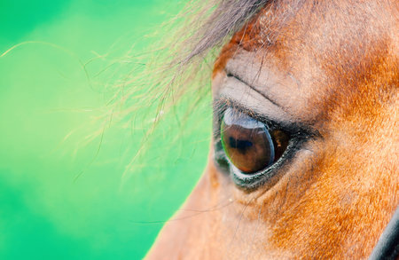 beautiful horse eye of bay breed horse against bright green background .close upの写真素材