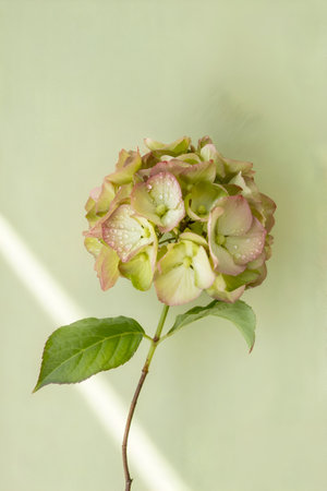 beautiful art picture with pistachio hydranger flower against pale green background. Digital artwork. AI generatedの素材