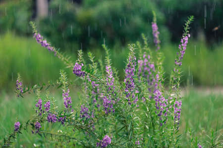 the flower in the rainの写真素材