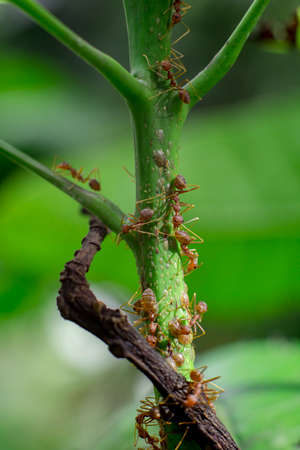 red ants on tree trunksの写真素材
