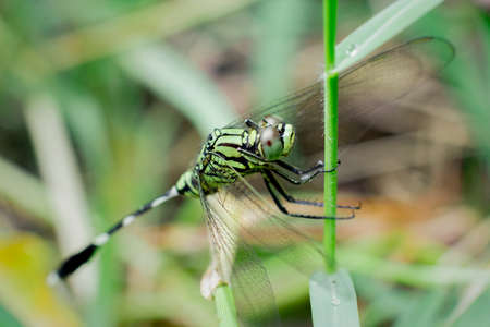dragonfly perched on the branchの写真素材