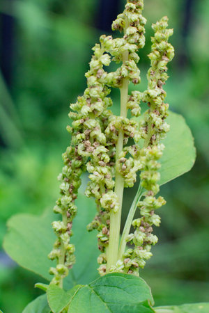 detailed spinach flower, macro photography