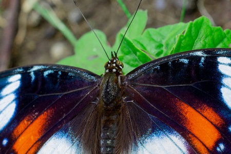 close up a beautiful wings of butterfly, Limenitis wing