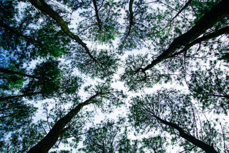 looking up to the sky and covered by pine tree, morning view from becici pine peakの写真素材