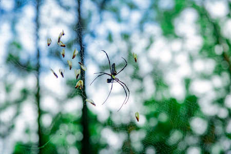 Giant Wood Spider in net eating a bugsの写真素材