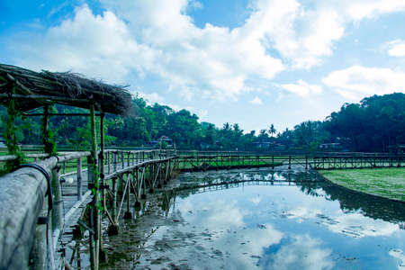 sukorame rice field, a bridge made of bambooの写真素材
