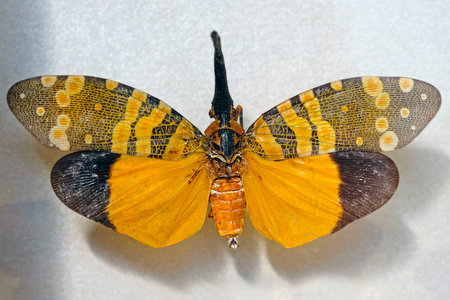 Dark-horned Lantern-fly (Pyrops spinolae) is a species of planthopper. their fore wings,...