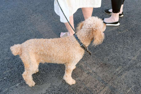 Little curly dog in a brown collar on a leash. Dog on a background of gray asphalt near the feet of the owners. The poodle is light brown.の写真素材