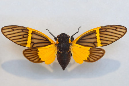 Becquartina electa black yellow cicada. The cicada has veined wings.