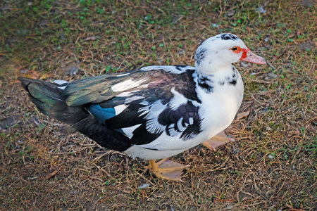 Duck on the farm close-up. A duck with a white breast and black, green and blue feathers walks along the grass. A small zoo in a city park.の写真素材