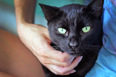 The face of a black cat with green eyes close-up. Girl stroking a cat who sits in her arms. Pets at...