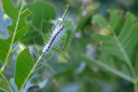 American white butterfly caterpillar eats leaves on trees. butterfly from the Bear family,...