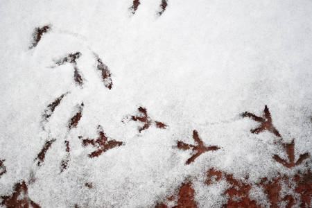 Bird tracks in the snow top view. Birds walked on the white snow.の写真素材