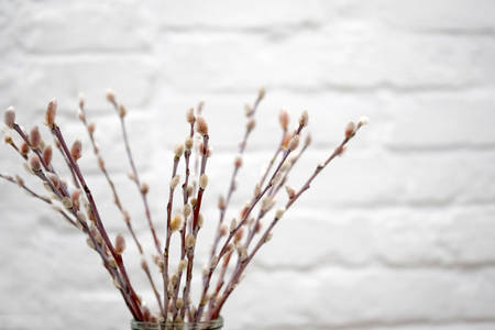 Selective focus. Willow twigs in a vase on a background of a white brick wall. Sprigs of willow with buds open.の写真素材