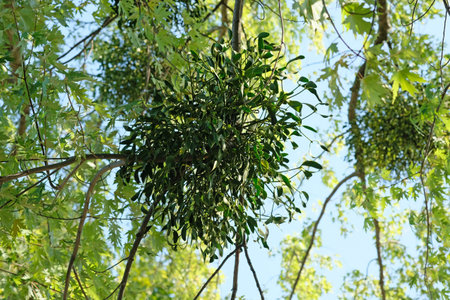 Defeat the tree mistletoe. Weed Half parasite has the shape of a ball attached to the branches of...