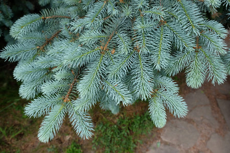 Fluffy green spruce branches closeup. Christmas frame on the background of the Christmas tree, New...