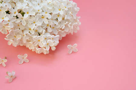 White flowers of 	lilacs on a pink background. Romantic floral background, spring coming concept. A sprig of white lilac (Syringa) closeup. copy spaceの写真素材