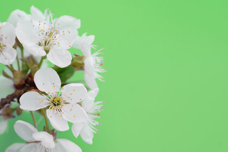 White flowers of a cherry on a green background close-up. Selective focus floral background with...