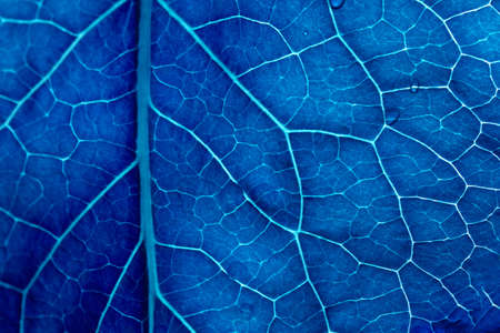 Leaf texture with wood closeup. Blue leaf with veins top view. Natural floral background in dark blue.の写真素材