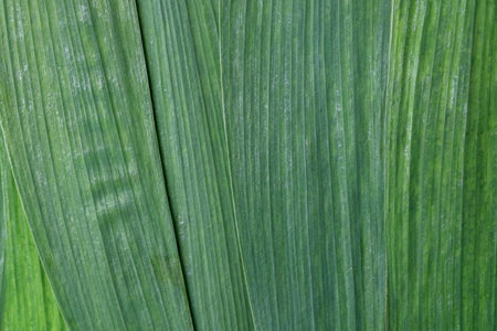 Polyester fabric Clothing label with laundry instructions. label with care symbols and material content on polyester shirt, close up. Clothing label with care symbols and material contentのeditorial素材