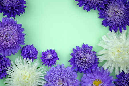 Aster flowers on green background flat lay. Floral background with empty place for text. Frame with purple flowers. Copy space greeting card.の写真素材