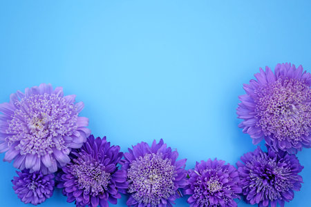Aster flowers on blue background flat lay. Floral background with empty place for text. Frame with...