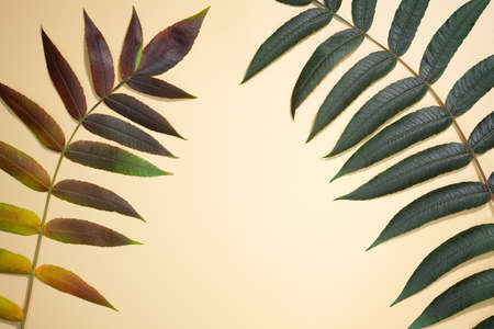 Autumnal flat composition with leaves. October Autumn mood leaves background. Concept texture leaves abstract green nature background tropical leaves. Seasonal composition.の写真素材