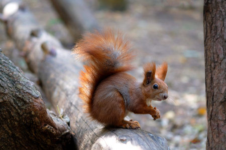 A squirrel eats a nut while sitting on a log in the forest. A ginger squirrel holds a nut in its...