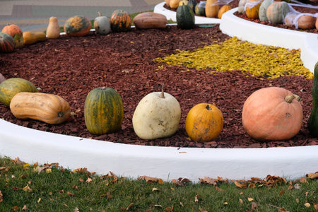 Pumpkins of different colors and sizes for decorating a flower bed for Halloween. Halloween...