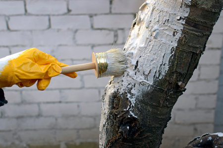 Whitewashing trees in autumn close-up. A girl in gloves paints a tree trunk with a brush. Care of the garden. Hand with a brush paints a tree to protect it from harmful insects.の写真素材