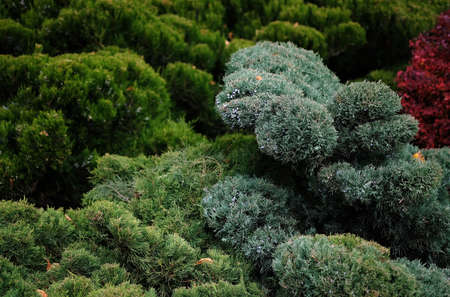 Coniferous shrubs and trees in autumn close-up. Juniper branches in the park background. Trimmed juniper bushes with blue berries. Landscape design using pine needles.の写真素材