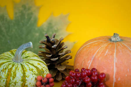 Autumn still life of pumpkin, cones and sprigs of viburnum on an orange background. Pumpkins with cones close-up. Autumn season. Halloween decorationsの写真素材