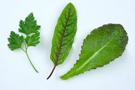Leaves of parsley, sorrel and mustard on a white background. Greens for salad. Green leaves of...