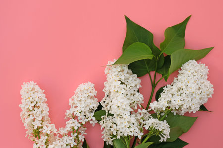 White lilac twigs with leaves on a pink background. Blooming lilac top view, natural floral...