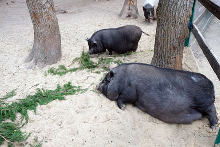Two pigs between the trees, one is resting, the other is looking for food in the ground at the zoo. black fat domestic pigs laying down on the sandの写真素材