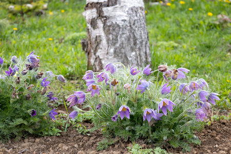 Sleep-grass, Pulsatilla in a flower bed in spring. Lilac perennial plants for garden. Anemone patens...