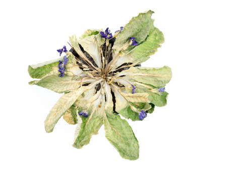 Ranunculus (crowfoot) top view in landscape design. Colorful Asian buttercup flowers and juniper twigs for flower beds. Red and yellow Buttercup, Ranunculus asiaticus flowers with gray stoneの写真素材